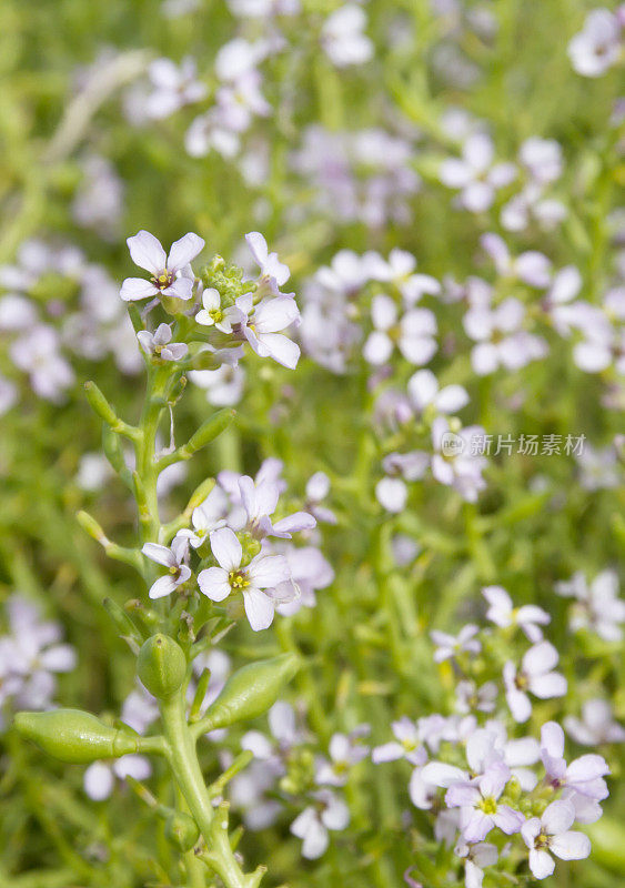 海上火箭(cakiile maritima)